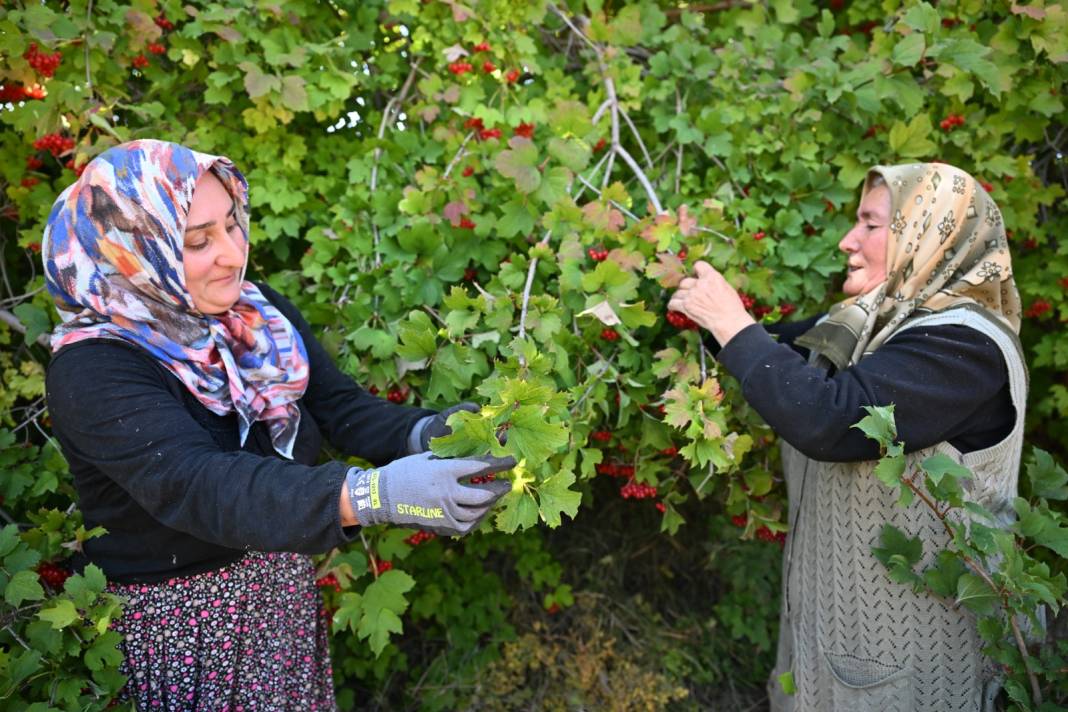 Kayseri'nin ünlü meyvesinde hasat başladı. Böbrek taşını düşürüyor. Ağrıyı şıp diye kesiyor 5